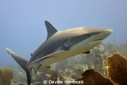 Caribbean grey shark @ jardines de la reina, cuba. Taken ... by Davide Vimercati 